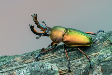 Stag beetle - Lamprima adolphinae