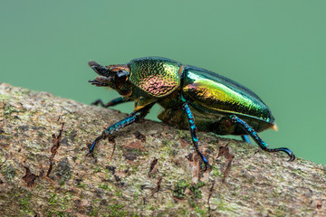 Stag beetle - Lamprima adolphinae