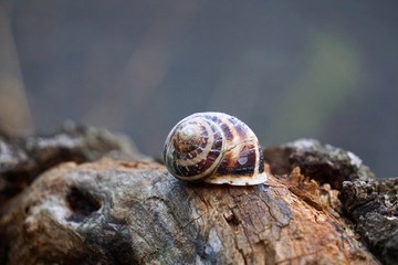 the beautiful snail in the nature
