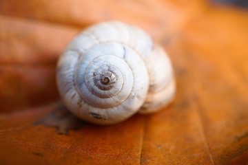 the beautiful snail in the nature