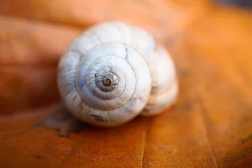 Poster the beautiful snail in the nature © Ismael