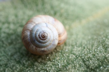 the beautiful snail in the nature