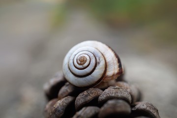 the beautiful snail in the nature