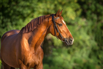 Fototapeta premium Czerwony koń z bliska portret na zielonym tle