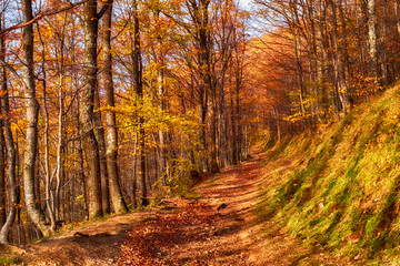 Fototapeta premium the path through the autumn forest