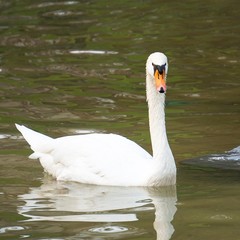 the beautiful white swan in the lake in the park