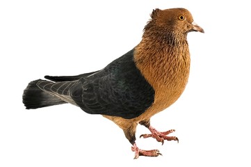 pigeon isolated on white background