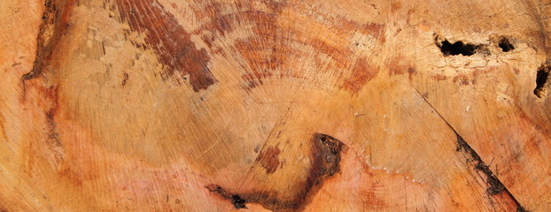 Baumscheibe als Hintergrund