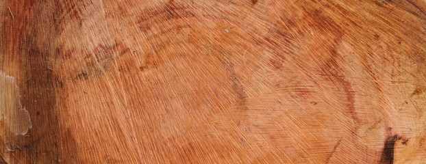 Baumscheibe als Hintergrund