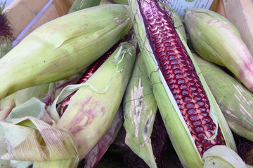 background of fresh corn in purple color 