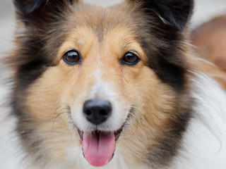 Headshot portrait of a cute shetland sheepdog, faithful and smiling expression.