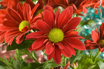 image of beautiful flowers above the water