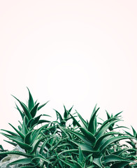 Cool minimal nature design with aloe vera plant in pastel and green color.