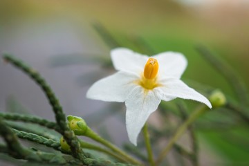 Fototapeta premium the beautiful white flowers in the garden in the nature