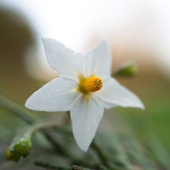 Fototapeta na wymiar the beautiful white flowers in the garden in the nature