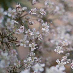 the beautiful white flowers in the garden in the nature