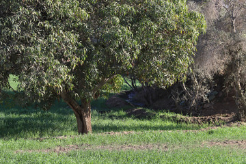 Plantations and trees