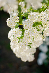 A branch of white spiraea flowers