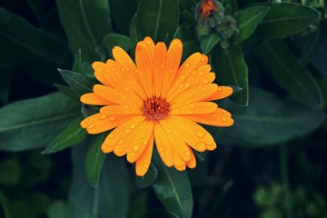 the beautiful orange flowers in the garden