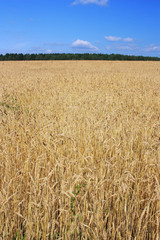 Wheat Ears Field