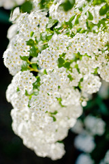 A branch of white spiraea flowers
