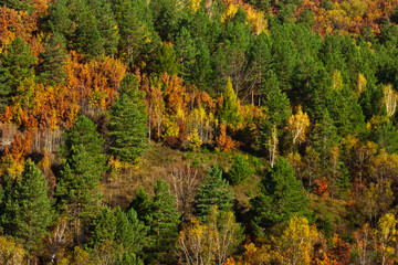 Obraz premium The colorful autumn forest of the far east on the hills of the Amur River valley, green spruce trees, bright yellow and orange deciduous tree