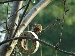 uccellino in inverno