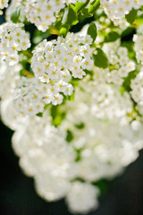 A branch of white spiraea flowers