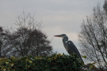 A heron looking for fish in the pond, picture taken in the Netherlands