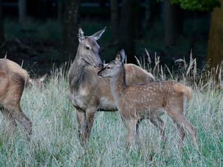 Red deer (Cervus elaphus)