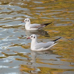 the beautiful white seagulls in the water in the lake