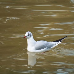 the beautiful white seagulls in the water in the lake