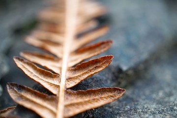 the beautiful brown fern plant  leaves in the nature