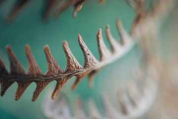the beautiful brown fern plant  leaves in the nature
