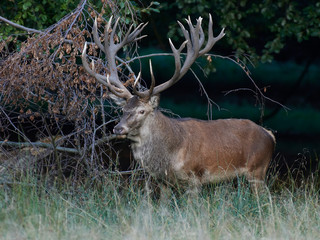 Red deer (Cervus elaphus)