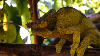 Portrain of Parsins Chameleon in Marozevo, Toamasina province, Madagascar