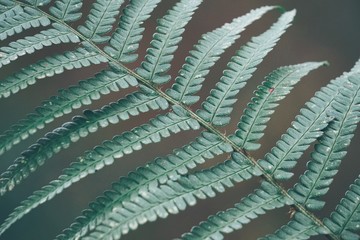 the beautiful green fern plant leaves in the nature