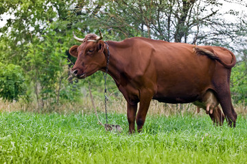 Brown cow grazing in a meadow