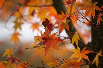 the beautiful brown tree leaves in the nature