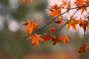 the beautiful brown tree leaves in the nature