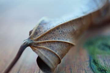 the beautiful brown tree leaves in the nature