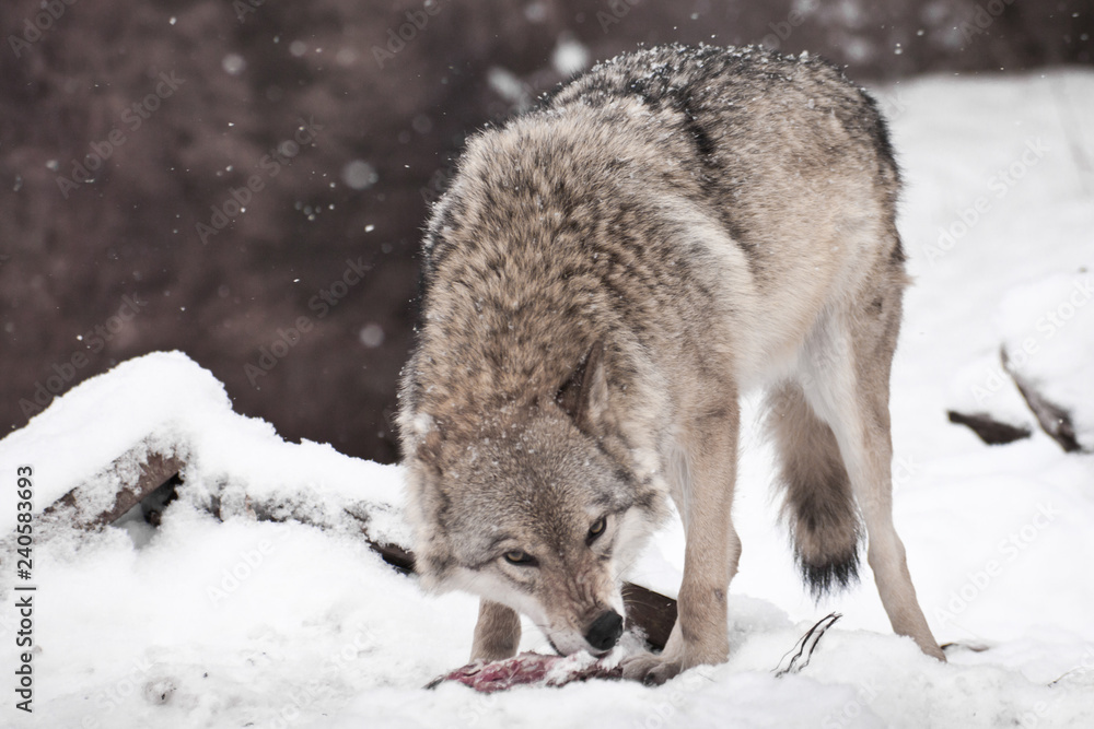 Wall mural A predatory and greedy wolf eagerly gnaws a piece of meat turning around with a wolf gesture (wolf pose), it is snowing,