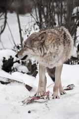 A predatory wolf guards a piece of meat by placing a paw on it and looking around, frost and snow are all around.