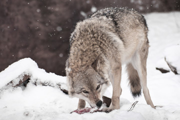 A predatory and greedy wolf eagerly gnaws a piece of meat turning around with a wolf gesture (wolf pose), it is snowing,