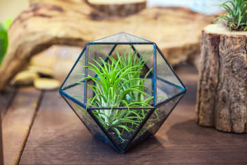 Mini succulent garden in glass terrarium on the wood background