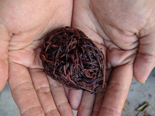 Asian female hands holding up red wigglers (Eisenia fetida) composting worms 
