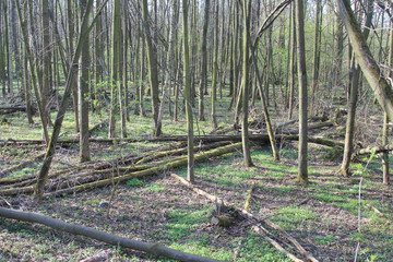 Studenka forest trees spring