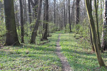 Studenka path spring forest