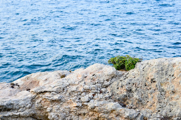 Rocky coast of volcanic pumice with rare bushes of wild pistachio on the background of the sea. Background