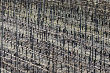 Fototapeta premium Vineyard with grapevines rows in frost with shiny wire ropes frame-filling as background